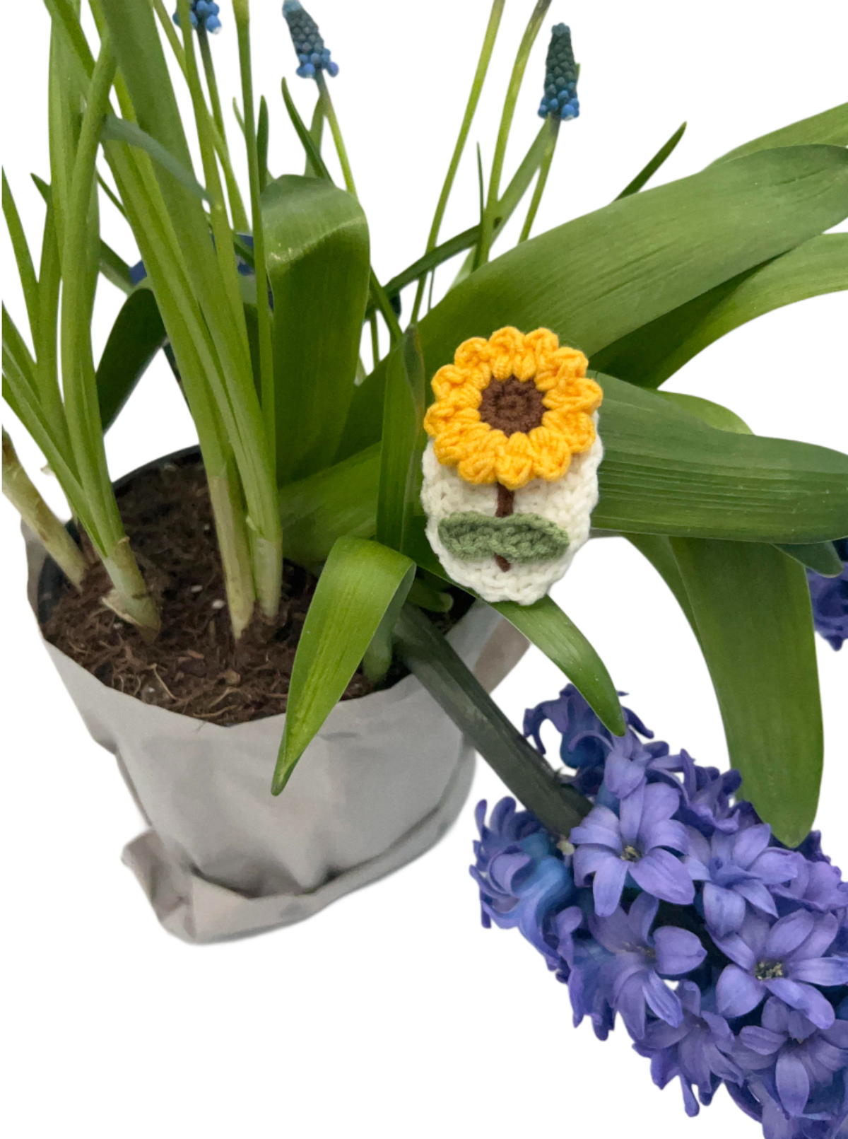 Gelbe Sonnenblume