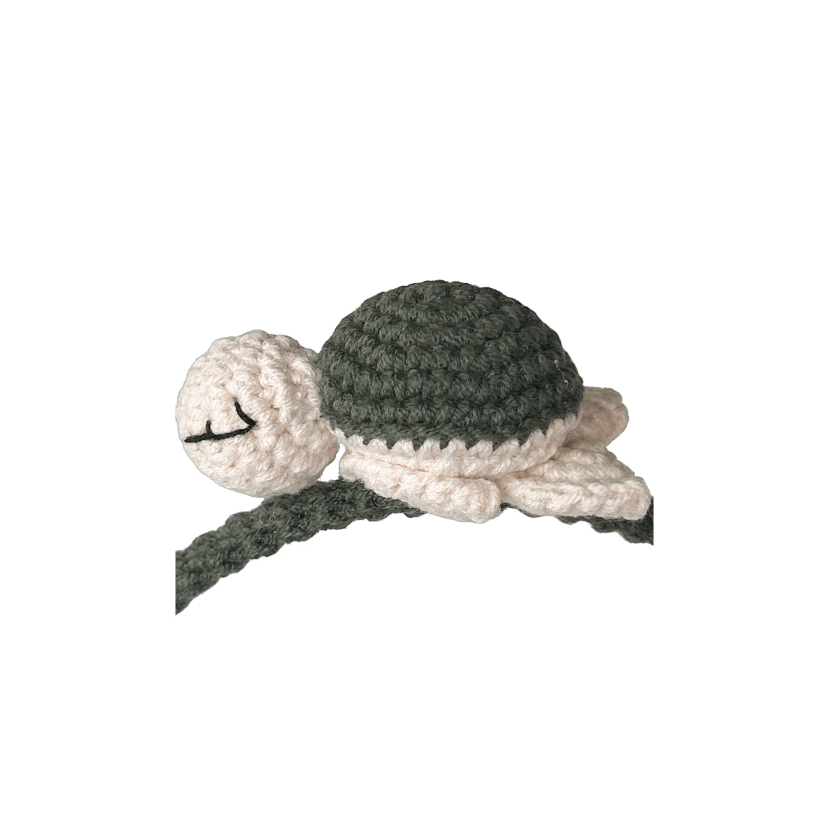 Schildkröte